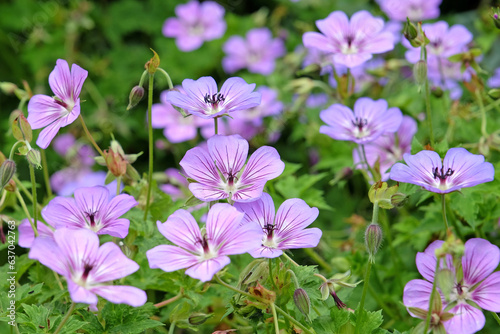 Hardy Geranium wallichianum, or cranesbill, ÔHavana BluesÕ in flower.