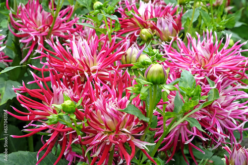 Striking pink cactus dahlia 'Hollyhill Spiderwoman' in flower. photo