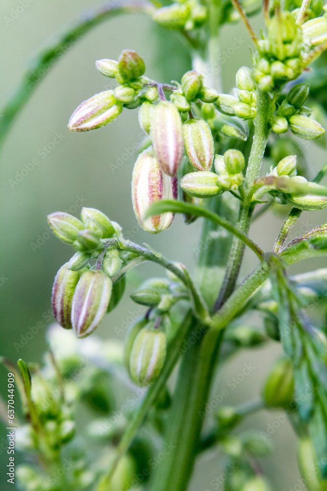 young flowers, buds and shoots of wild cannabis, macro photography young flowers, buds and shoots of wild cannabis, macro photography