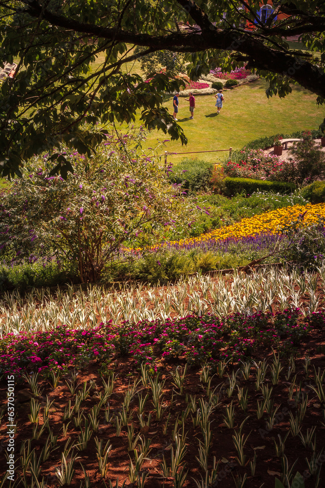 Obraz premium Landscape-Field-of-Flowers-in-the-Mountains