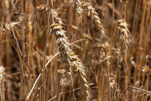 field of wheat