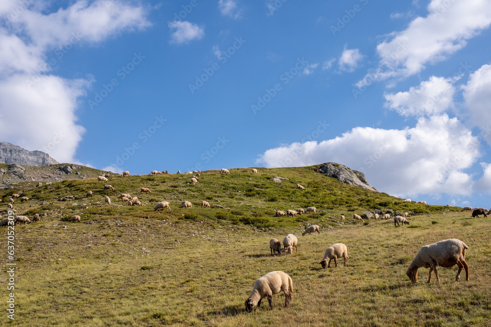 Des moutons broutent l'herbe dans les alpages des alpes françaises au milieu des montagne de Savoie dans le parc national de la Vanoise.