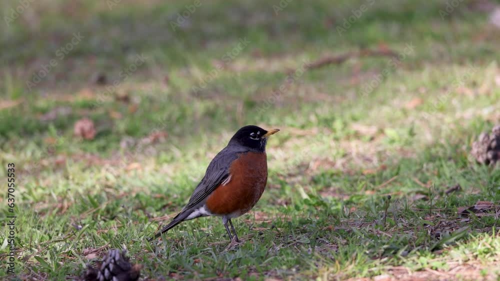 The American robin (Turdus migratorius) is a migratory bird. The American robin is widely distributed throughout North America, wintering from southern Canada to central Mexico and along the Pacific C The American robin (Turdus migratorius) is a migratory bird. The American robin is widely distributed throughout North America, wintering from southern Canada to central Mexico and along the Pacific C