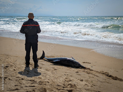 Golfinho encalhado junto à praia com a autoridade a tomar conta da situação tentando devolver o mesmo ao mar photo