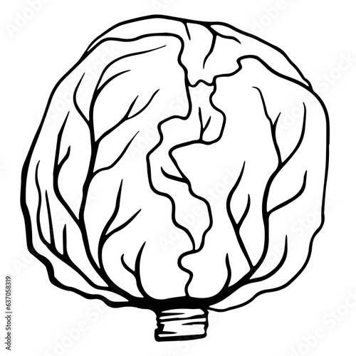 Cabbage. Monochrome Fresh organic vegetable for farm market, product pakage and shop design. Vector outline doodle illustration isolated on white background. photo