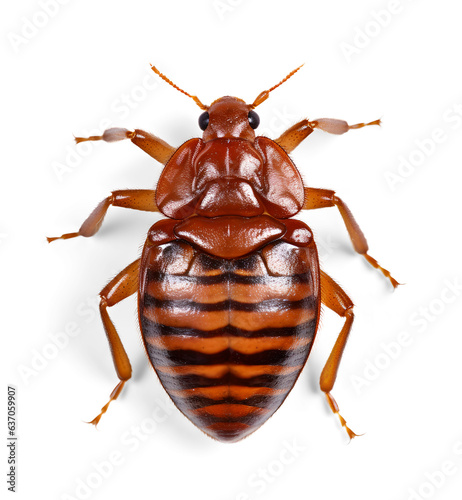 bed bug detailed top view on isolated background photo
