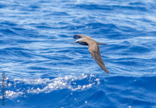 A brown noddy bird flying low over the open ocean waves off Key West Florida.  photo