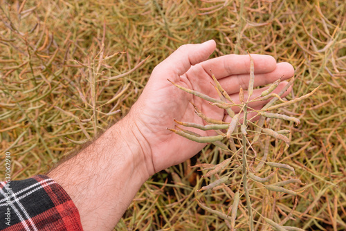 Farmer agronomist examining canola rapeseed crop pod in cultivated field, closeup of hand