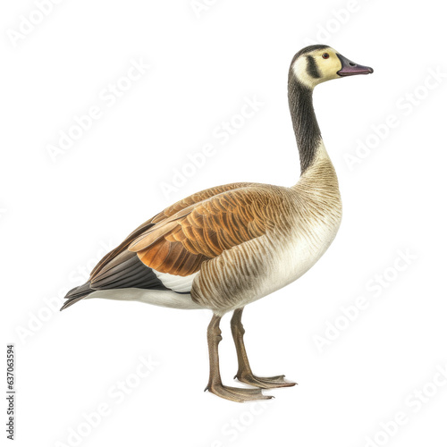 Goose , Isolated On Transparent, PNG