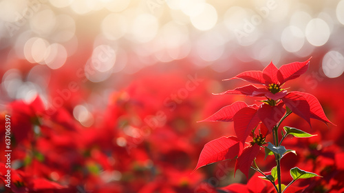 poinsettia flower on blurred background