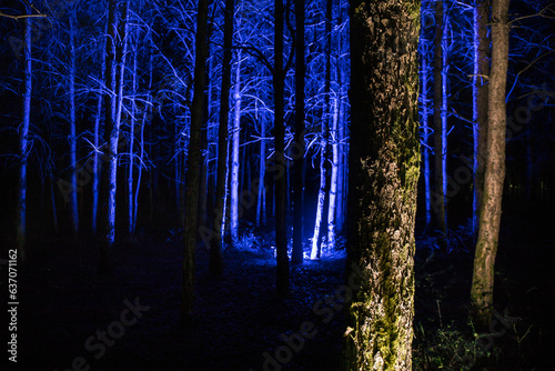 Bark of tree at the dark forest at night. Long exposure photo of tree bark