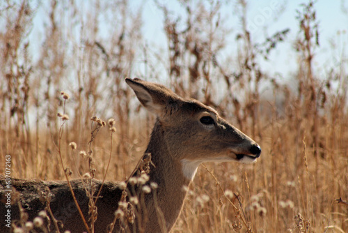 Mule Deer in Rocky Mountain Arsenal NWR