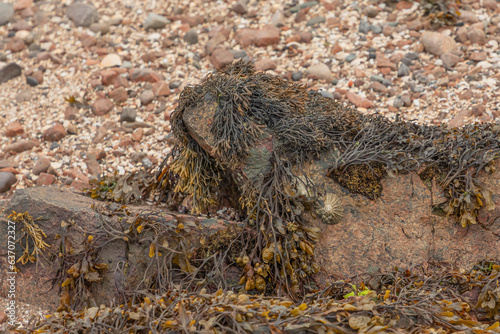 Limpits and various types of wet seaweed attached to a rock photo