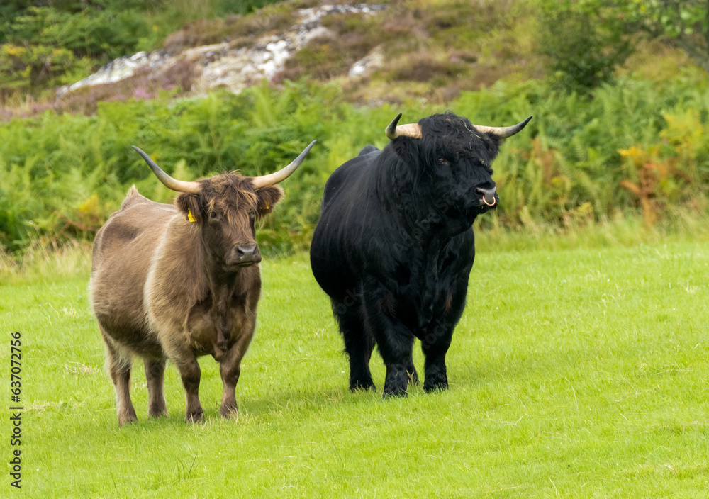 Male bull black highland cow and female brown highland cow standing together in a green pasture Male bull black highland cow and female brown highland cow standing together in a green pasture