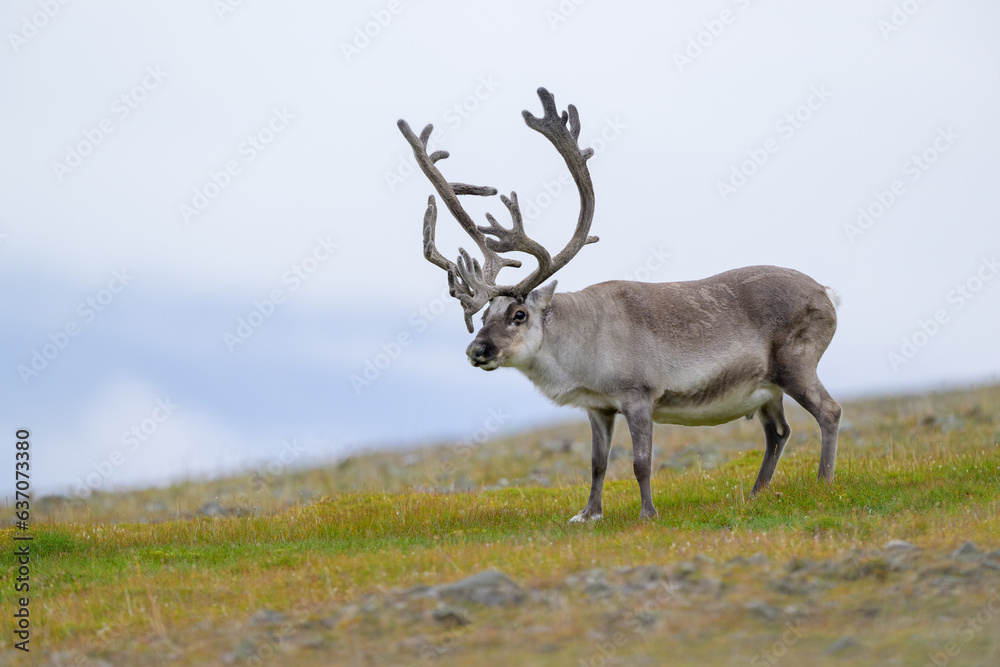 The Svalbard reindeer (Rangifer tarandus platyrhynchus) in summer The Svalbard reindeer (Rangifer tarandus platyrhynchus) in summer