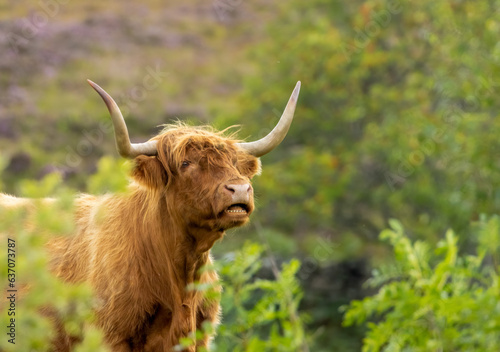 Scottish brown highland cow with big horns close up portrait in the countryside grazing on leaves © Sarah