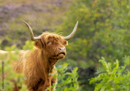 Scottish brown highland cow with big horns close up portrait in the countryside grazing on leaves