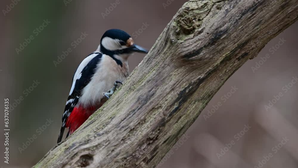 Great spotted woodpecker female looking for food on dead wood in forest, january north rhine westphalia,  (dendrocopos major), germany