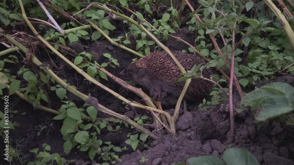At night, the hedgehog sits among thickets of grass and actively sniffs something, moving its nose. A close-up of a wild hedgehog in its natural habitat