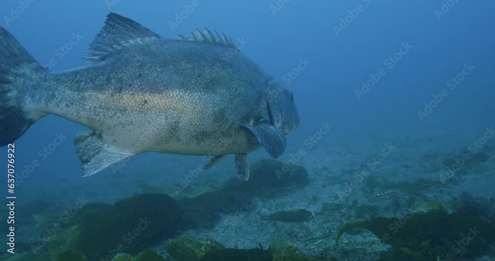 Large black seabass swims around scuba diver. Large black seabass swims around scuba diver.