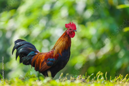 rooster in the grass