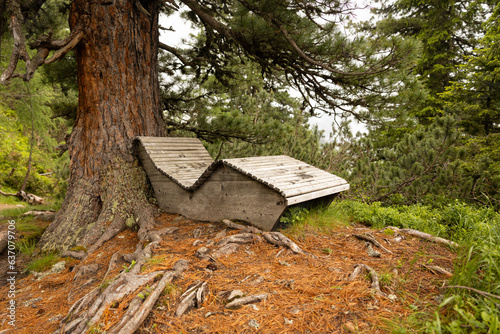 A wooden bed near a century-old cedar tree on the slope of Mount Graukogel, a protected area in the Austrian Alps photo