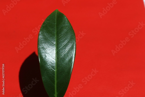 leaf of Prunus laurocerasus  cherry laurel  on red background