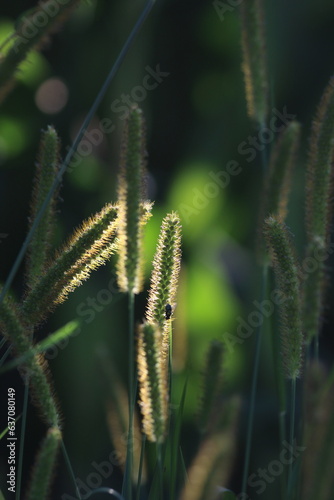 close up of green foxtail grass with the blurred background