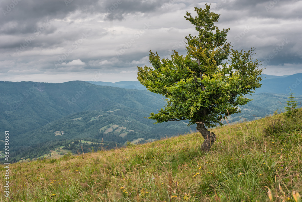 A lonely fruit tree on a mountain hill on a cloudy day A lonely fruit tree on a mountain hill on a cloudy day