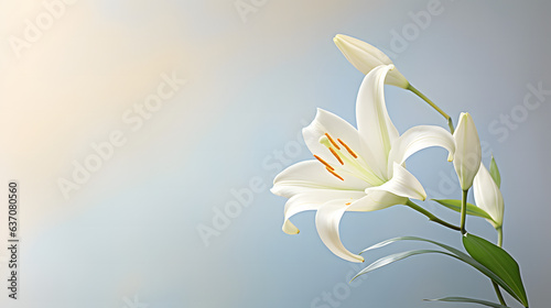 white lily on blurred background © Nolep