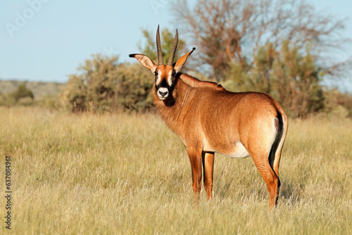 A rare roan antelope (Hippotragus equinus) in natural habitat, South Africa. photo