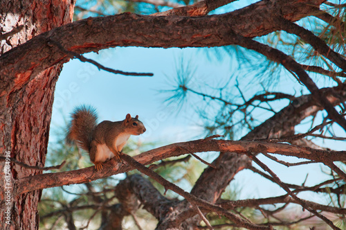 Squirrel in a tree