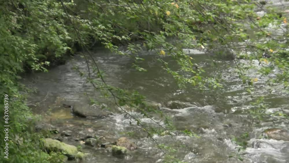waldbach waldbach