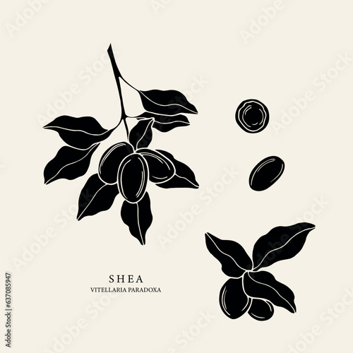 Hand drawn shea nunt collection
