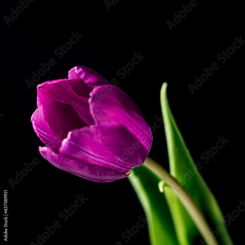 pink tulip on black background