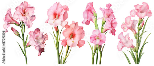 Foto gladiola, flower, summer, watercolor, nature, plant, floral, leaf, blossom, bota
