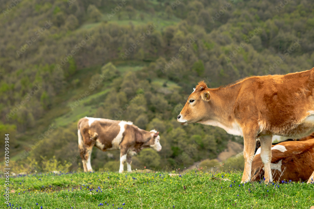 Grazing cows under the blue sky ,brown calf eating green grass Grazing cows under the blue sky ,brown calf eating green grass