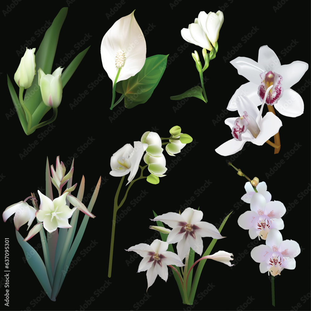 Fototapeta premium eight light flowers set isolated on black
