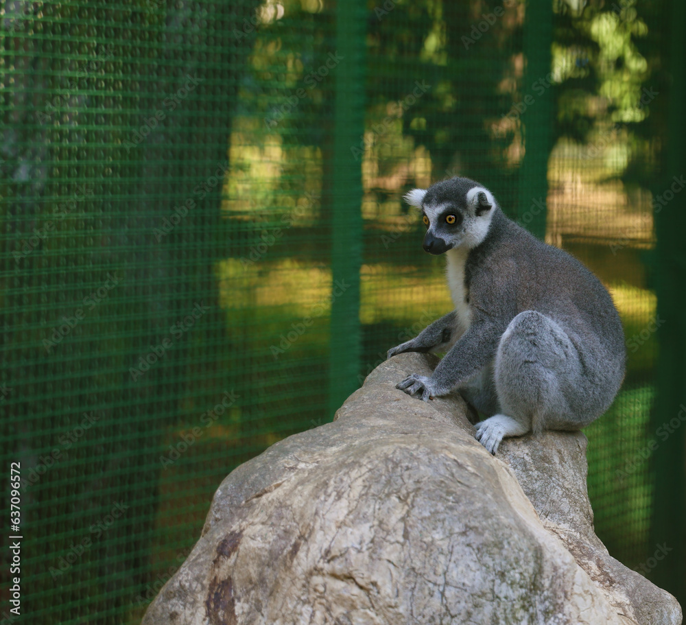 Fototapeta premium 1 one, alone Round-tailed lemur in fence in zoo. lemur sitting on tree branch behind fence at dendrological park, Shekvetili, Georgia.