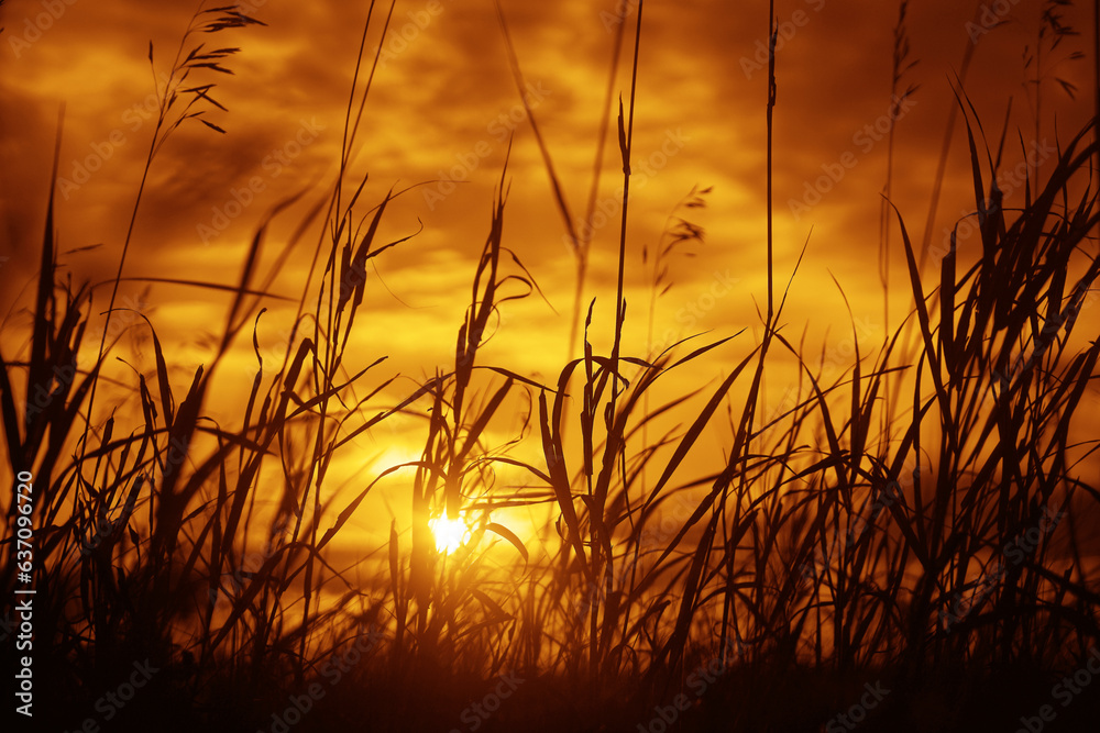 Obraz premium Prairie grasses twilight. World environment day concept: Silhouette of meadow autumn sunrise. landscape background