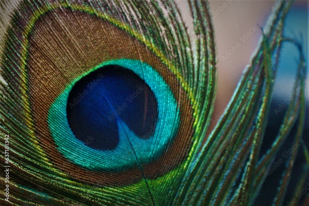 Obraz premium peacock feather