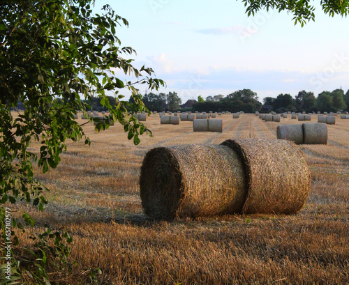 Bales of hay on farmland on a summers evening in the UK Near Selby North Yorkshire