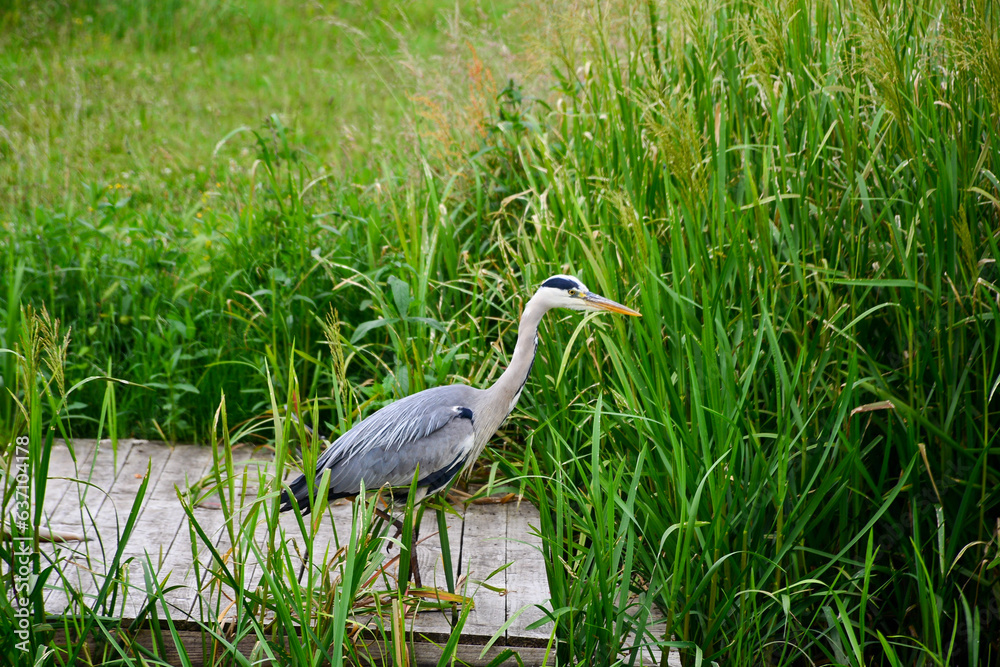great blue heron great blue heron