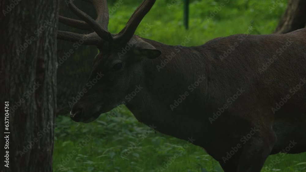Large horned animal. Сhewing deer. Muzzle of a horned animal. Deer eyes. Animal in a cage. Large horned animal. Сhewing deer. Muzzle of a horned animal. Deer eyes. Animal in a cage.