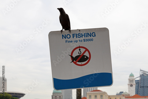 House crow on the top of a no fishing sign photo