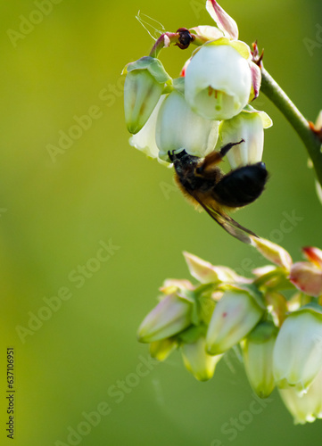Honey Bee collects nectar from blueberry flowers. Selective focus