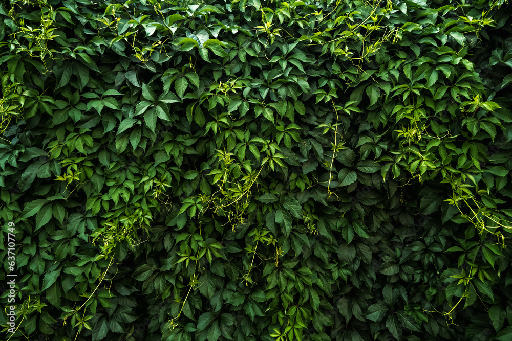 green leaves in the garden background