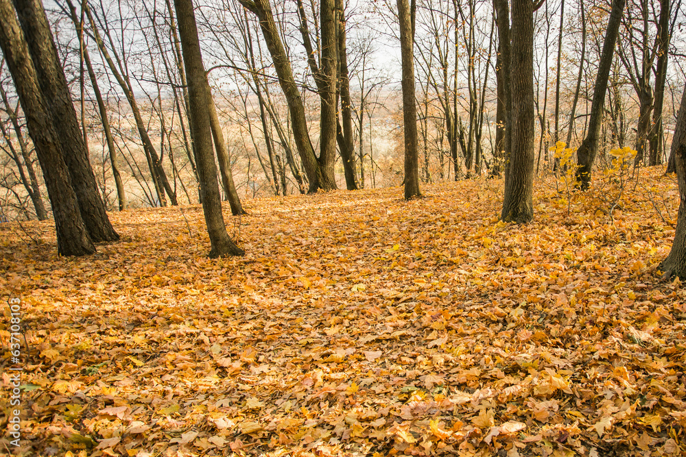 Autumn forest road in autumn leaves background. Season and fall concept. Copy space and empty place for advertising