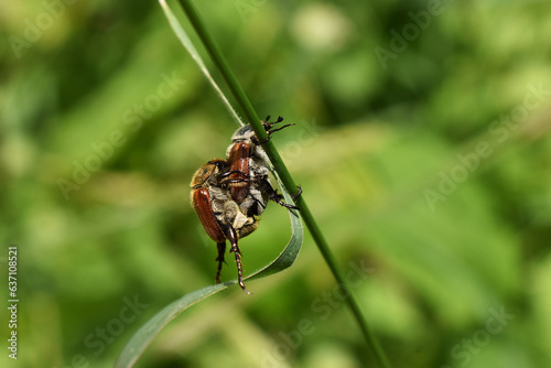 mating of insects