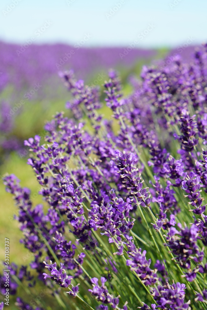 Lavender Lavender